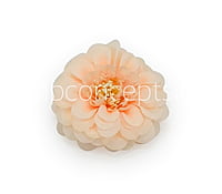 Dahlia Flower- Peach