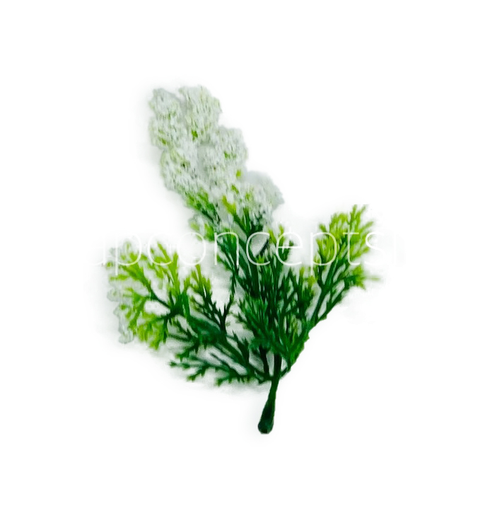 Green Fern Leaves with White Edges