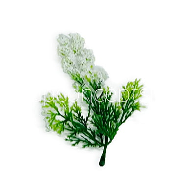 Green Fern Leaves with White Edges