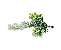 Green Fern Leaves with White Edges