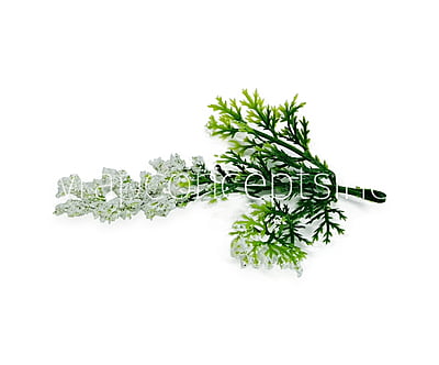 Green Fern Leaves with White Edges