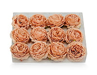 Ornate Peony - Peach