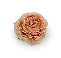 Ornate Peony - Peach