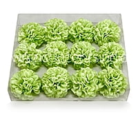 Lime Carnation