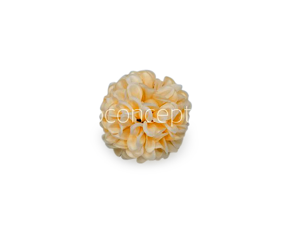 Cream Carnation