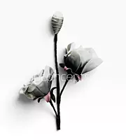 Artisan Rose Collection