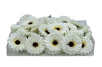 White Gerberas