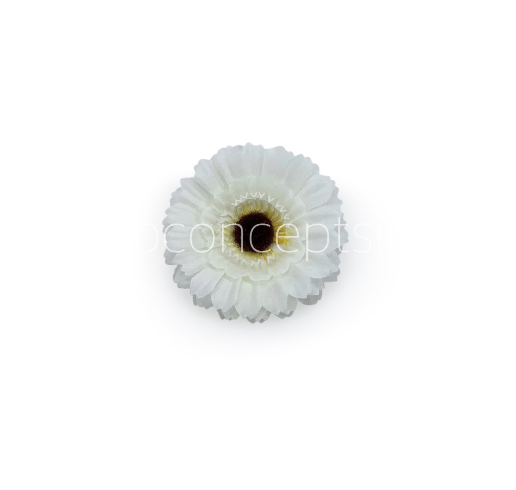 White Gerberas