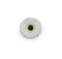 White Gerberas