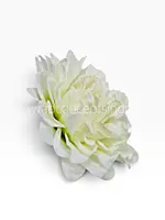 Burnt Ivory Chrysanthemum