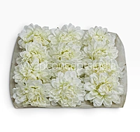 Burnt Ivory Chrysanthemum