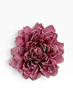 Burnt Blush Chrysanthemum