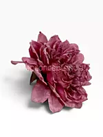 Burnt Blush Chrysanthemum