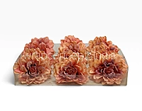 Burnt Ember Chrysanthemum