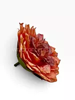Burnt Ember Chrysanthemum
