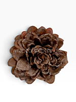 Burnt Cocoa Chrysanthemum