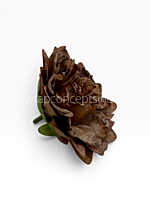 Burnt Cocoa Chrysanthemum