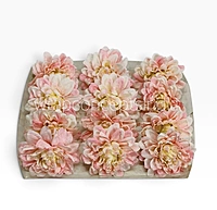 Blush Ivory Chrysanthemum
