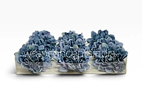 Burnt Blue Chrysanthemum