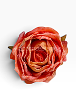 Burnt Sunset Rose