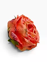 Burnt Sunset Rose