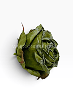 Weathered Sage Rose