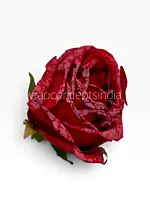 Burnt Crimson Rose