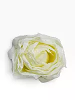 Weathered Ivory Rose