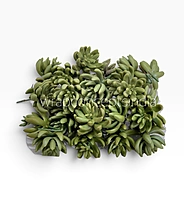 Lush Green Succulent Bunch