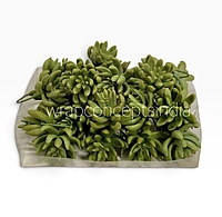 Lush Green Succulent Bunch