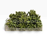 Lush Green Succulent Bunch