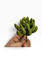 Lush Green Succulent Bunch