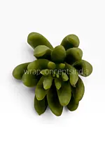 Lush Green Succulent Bunch