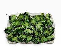 Green Rosette Succulent