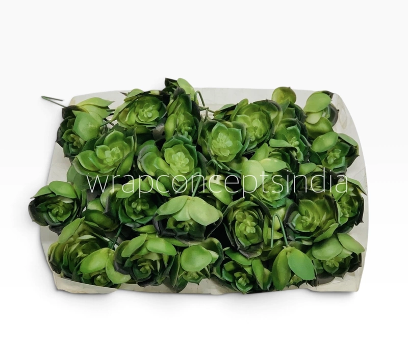 Green Rosette Succulent