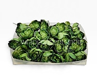 Green Rosette Succulent