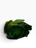 Green Rosette Succulent