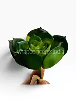 Green Rosette Succulent