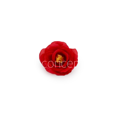 Scarlet Rose Flower