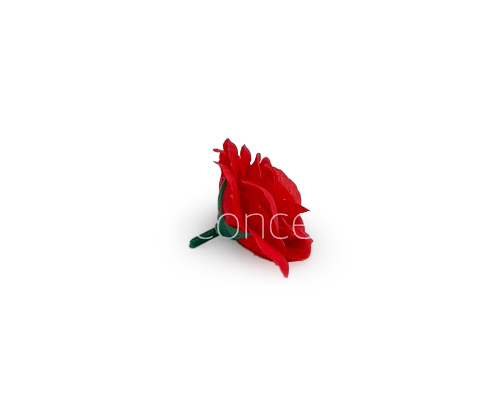 Scarlet Rose Flower