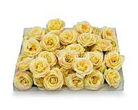 Lemon Yellow with hints of Pink Rose Flower