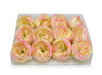 Cream with hints of Pink Peony