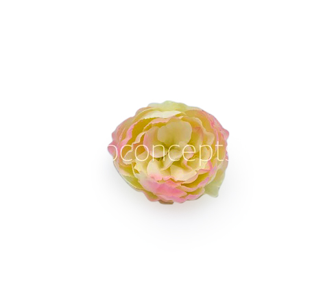 Cream with hints of Pink Peony