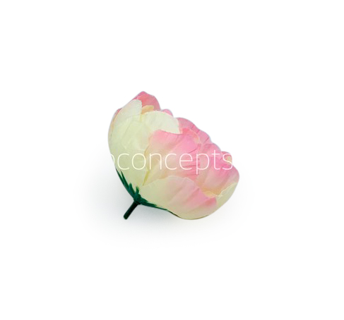 Cream with hints of Pink Peony