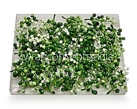 Green & White Big Baby Breath Florets