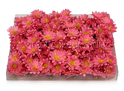 Bubble Gum Pink Daisy Flowers