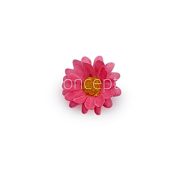 Bubble Gum Pink Daisy Flowers