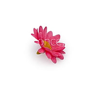 Bubble Gum Pink Daisy Flowers