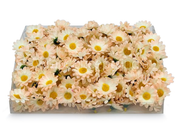 Cream with Peach Daisy Flowers