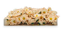 Cream with Peach Daisy Flowers